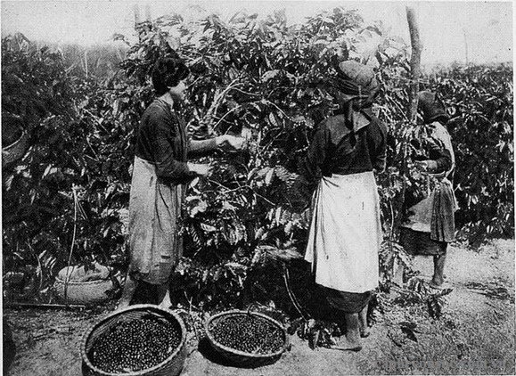 People working with coffee beans